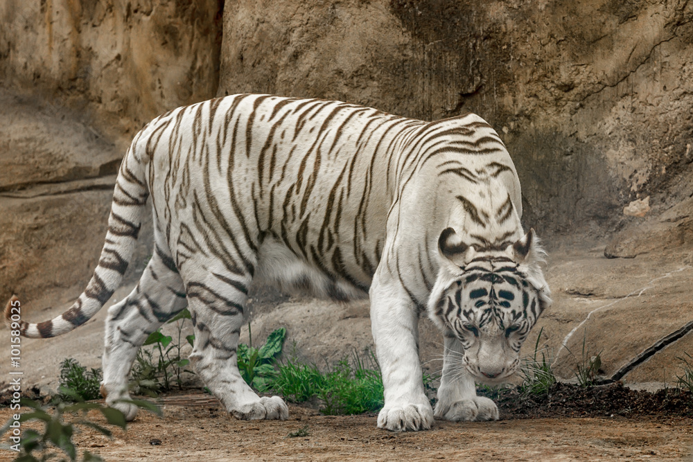 White tiger ( Panthera tigris)