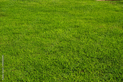 Green grass, background 