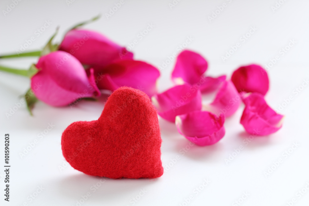 Obraz premium Pink rose for love festival.