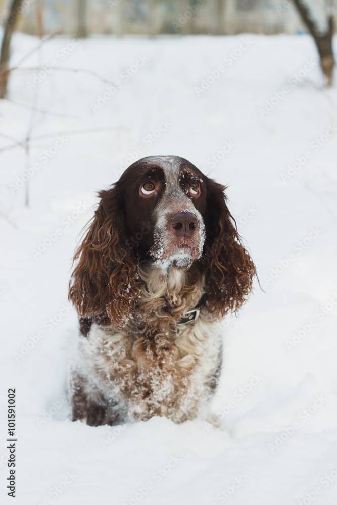 Portrait of dog cocker spaniel