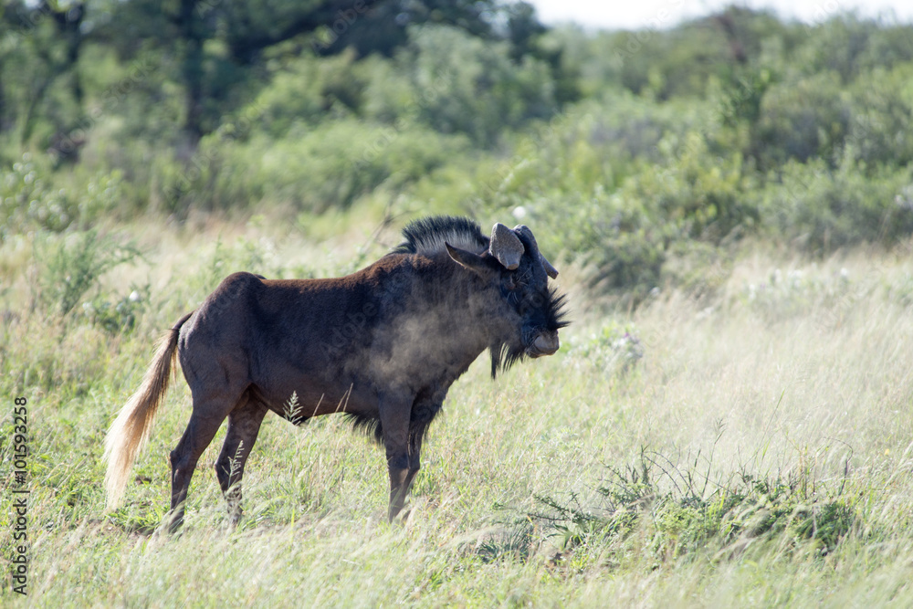 Fototapeta premium Gnu
