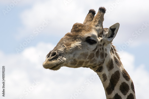 Giraffe © PerErik