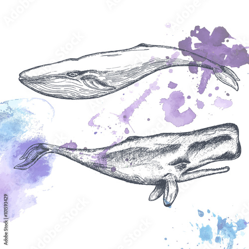 Hand drawn whales. 