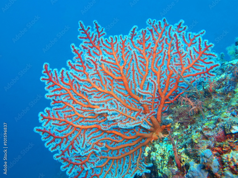 Naklejka premium Koral gorgoński, wyspa Bali
