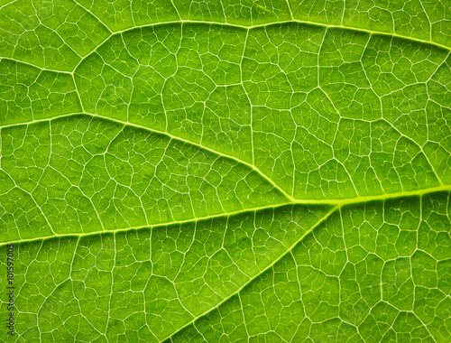  leaf texture
