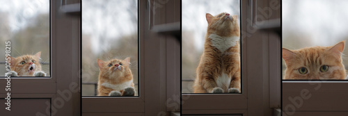 collage portrait cat wants to come house, sad eyes look