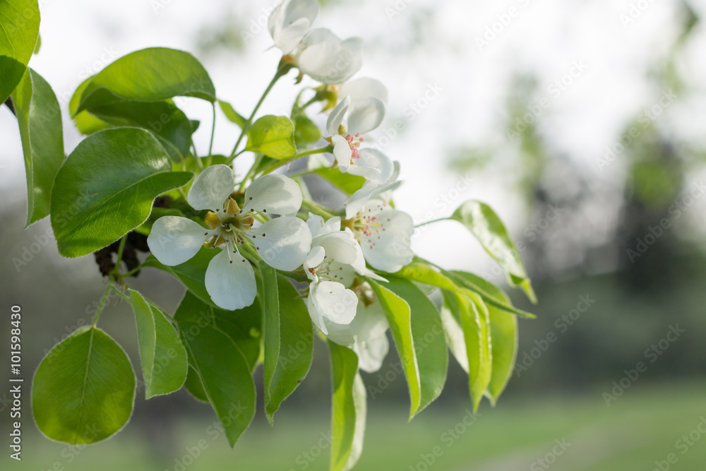 Fototapeta premium Blossoming pear tree twig with white flowers.
