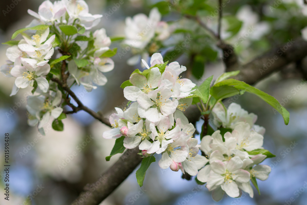 Blossoming apple tree twig with white flowers