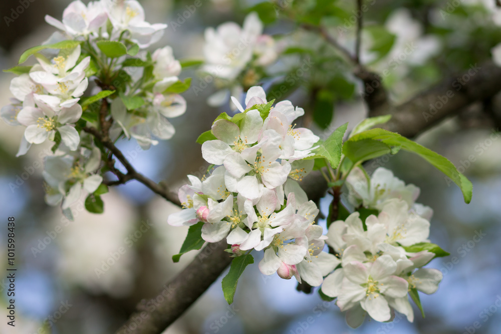 Blossoming apple tree twig with white flowers Blossoming apple tree twig with white flowers