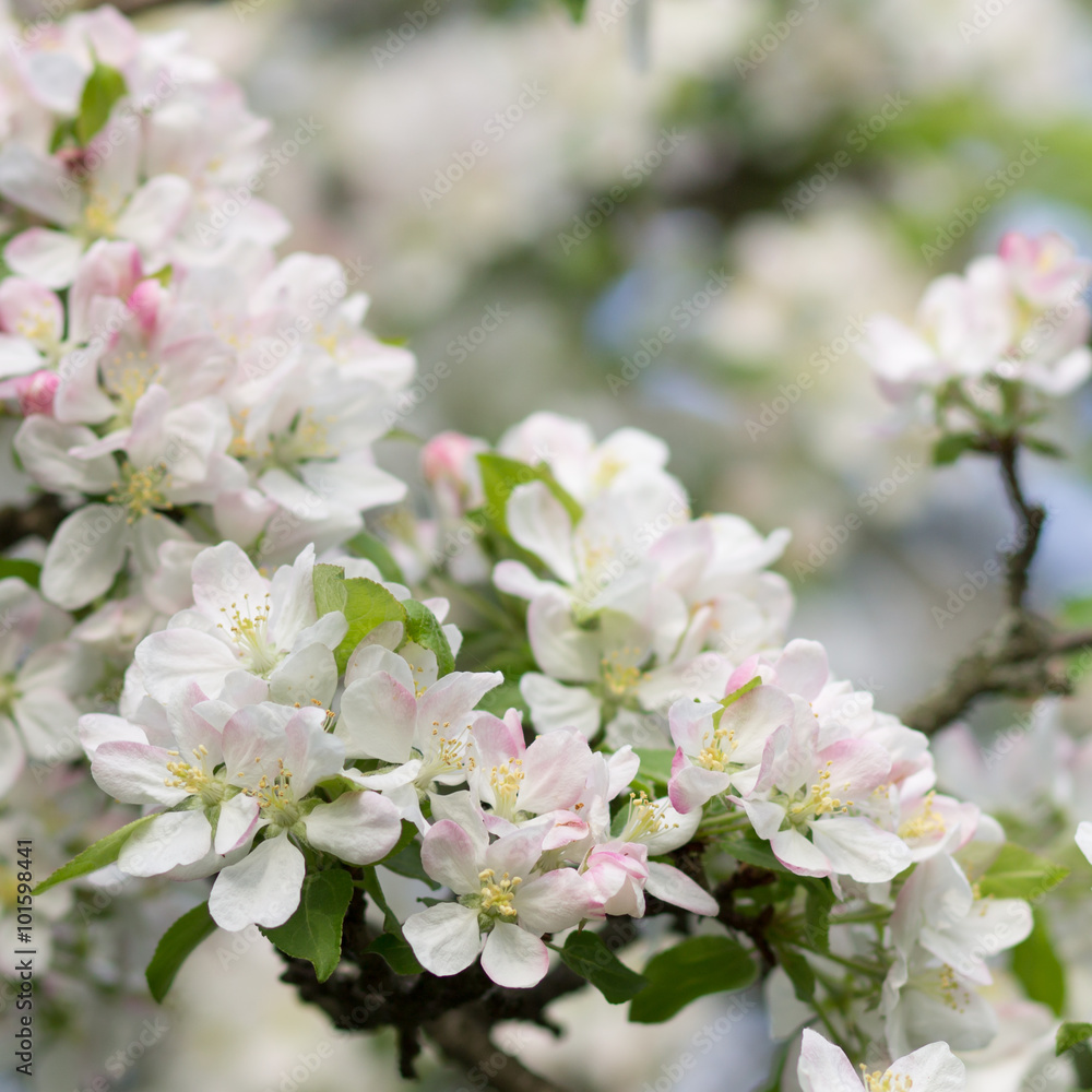 Blossoming apple tree twig with white flowers Blossoming apple tree twig with white flowers