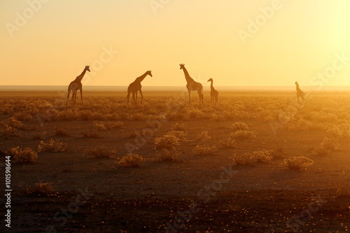 Herd of giraffes at sunrise
