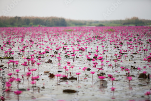 Red Lotus lake unseen in Udon Thani, Thailand