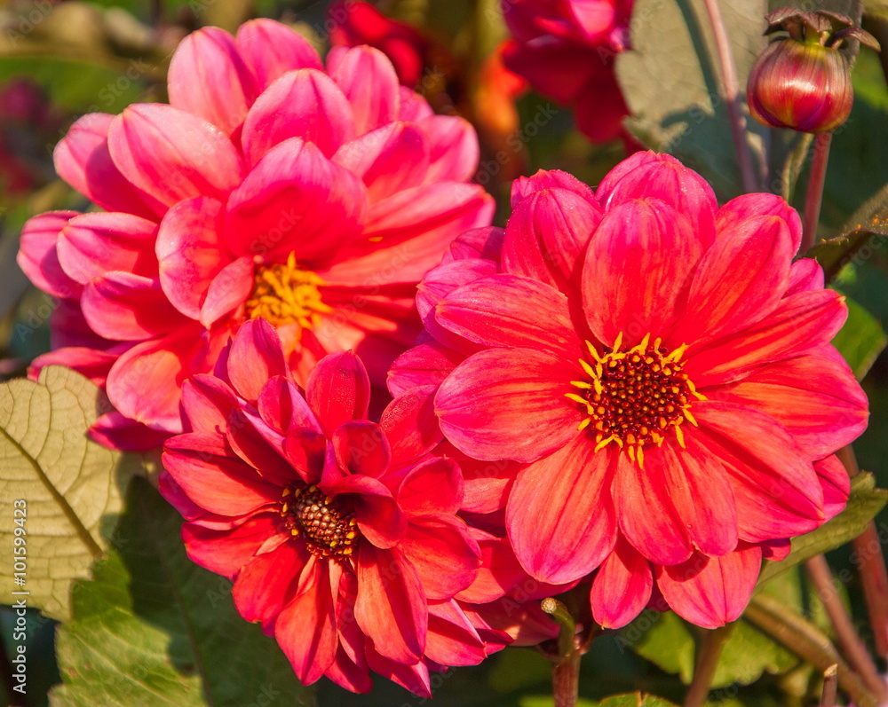 Bright pink dahlias in the flower bed in the garden