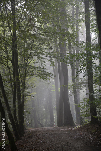 Morgennebel im Wald