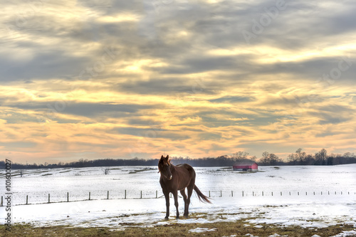 Horse standing in a field of snow on a Maryland farm in Winter