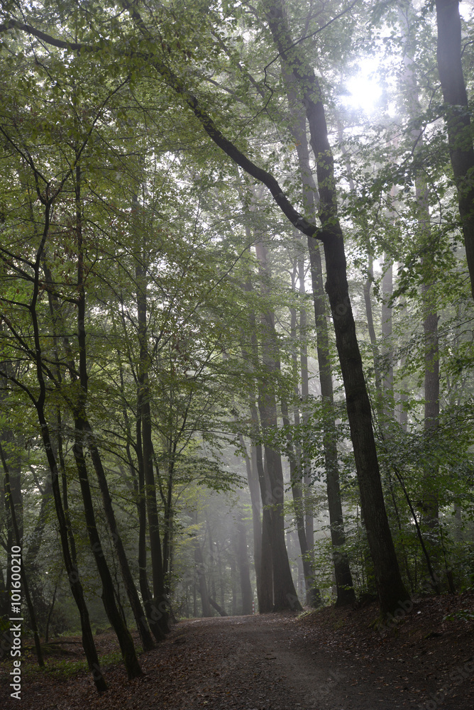 Fototapeta premium Morgennebel im Wald