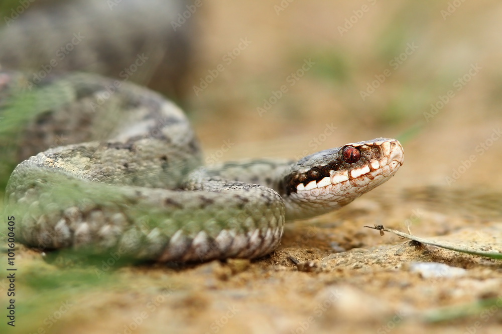 female common european adder on ground female common european adder on ground