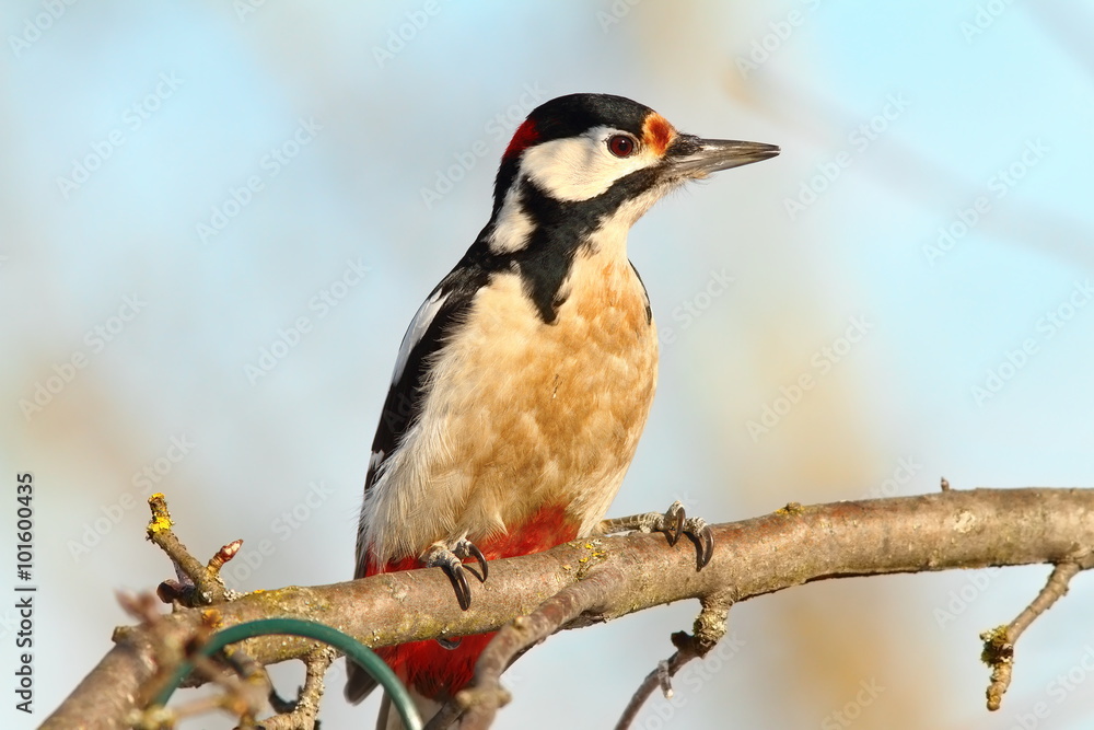 great spotted woodpecker on branch