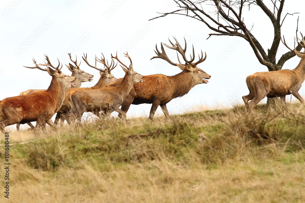 herd of red deers on the hill herd of red deers on the hill