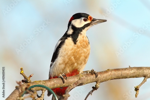 great spotted woodpecker on branch © taviphoto