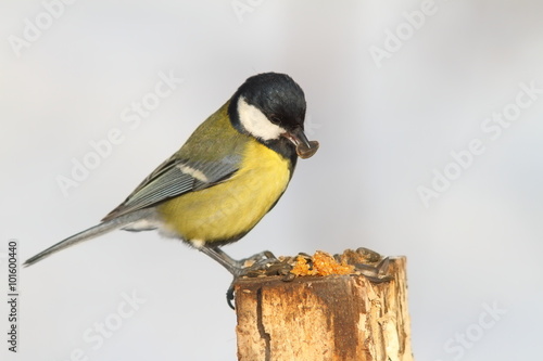 great tit eating sunflower seed