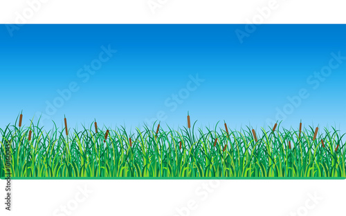 Grass and Reeds. Vector Illustration.