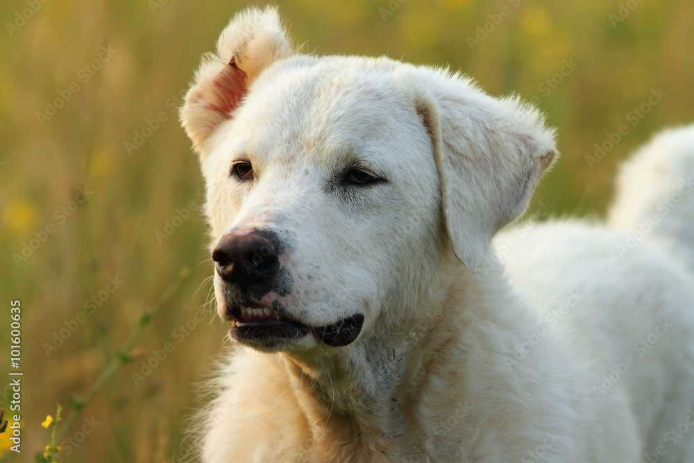 outdoor portrait of romanian white shepherd dog
