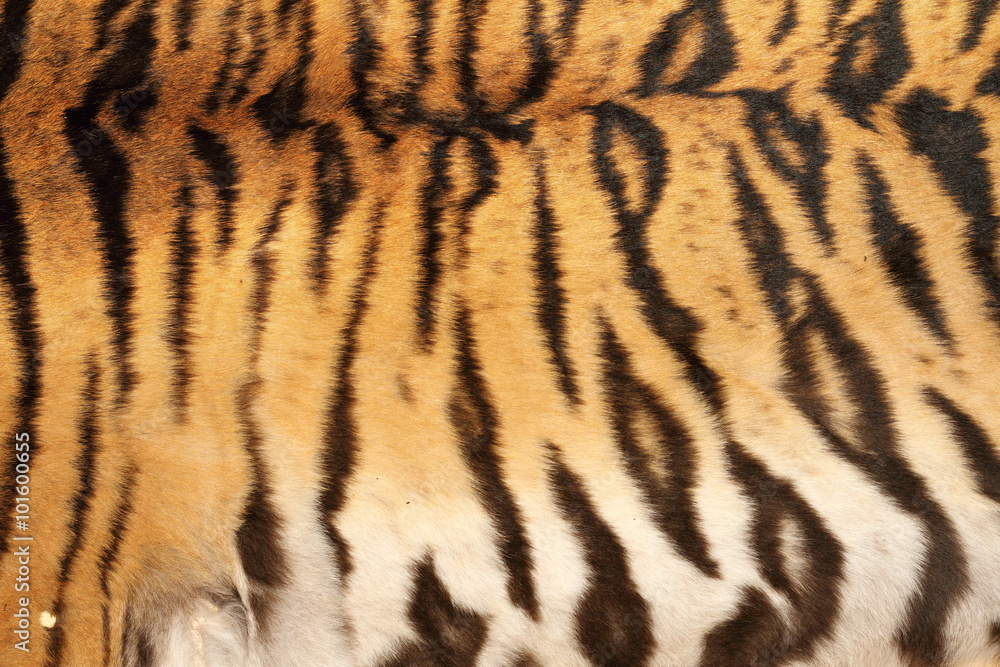 real tiger stripes on animal skin real tiger stripes on animal skin