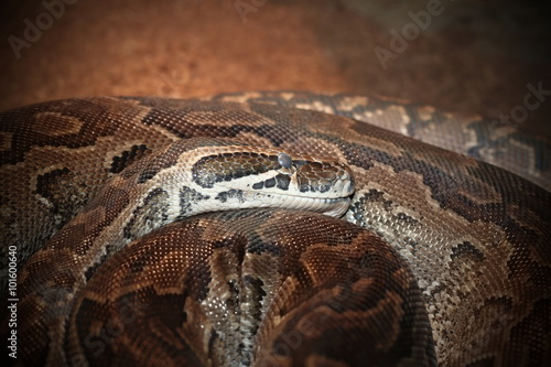 python sebae natalensis photo