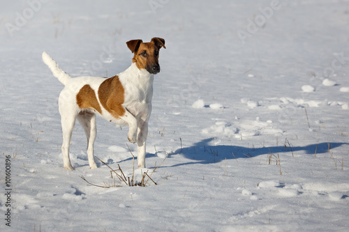 Smooth Fox Terrier standing in the rack on a flat snow surface.