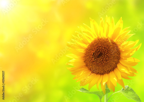 Fototapeta Naklejka Na Ścianę i Meble -  Bright yellow sunflower on green background
