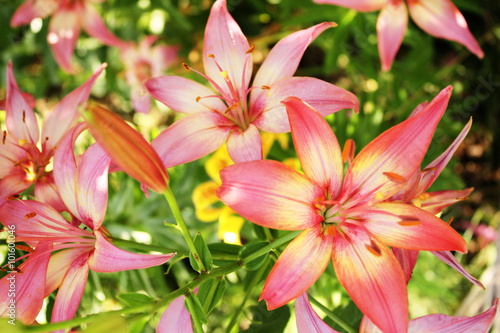 Beautiful lilies on flowerbed