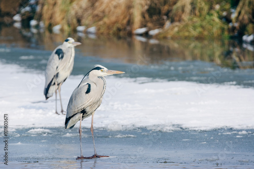 Grey Heron standing in the snow, a cold winter day
