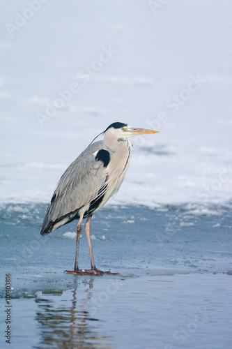 Grey Heron standing in the snow, a cold winter day © zorandim75