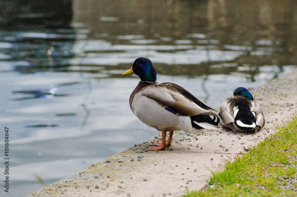 Two ducks in the city park near water in Stockholm, Sweden Two ducks in the city park near water in Stockholm, Sweden