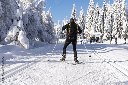 Winter road in mountains. Male skier on groomed ski trails for cross-country. Trees covered with fresh snow in sunny day in Karkonosze, Giant Mountains, Poland. 