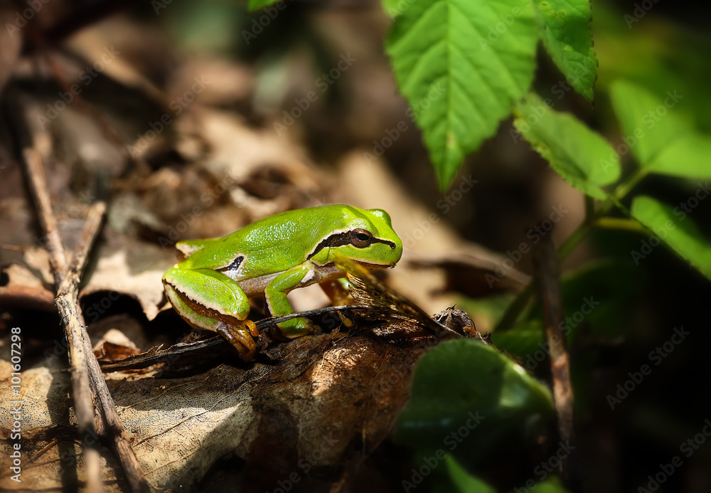 Fototapeta premium Green Tree Frog