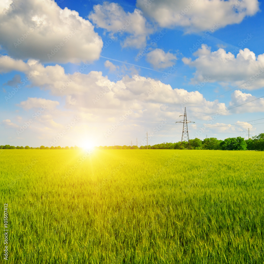 wheat field and sunrise in the blue sky wheat field and sunrise in the blue sky