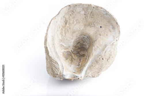 very ancient fossil oyster, exemplary archaeological