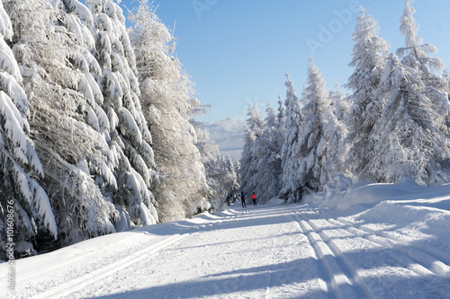 Winter road in mountains. Trees covered with fresh snow in sunny photo