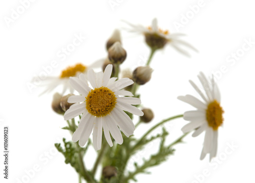 canarian marguerite daisy photo