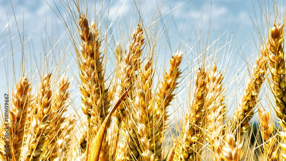 Closeup of golden wheat field on summer day (4K, Ultra High Definition Closeup of golden wheat field on summer day (4K, Ultra High Definition