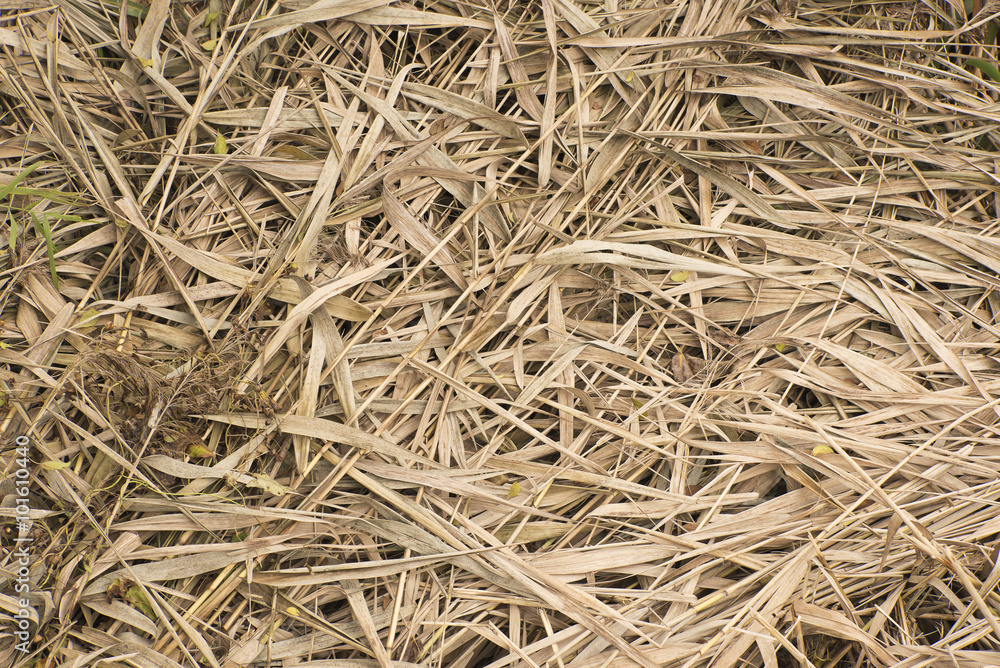 dried up leaves flattened on the ground