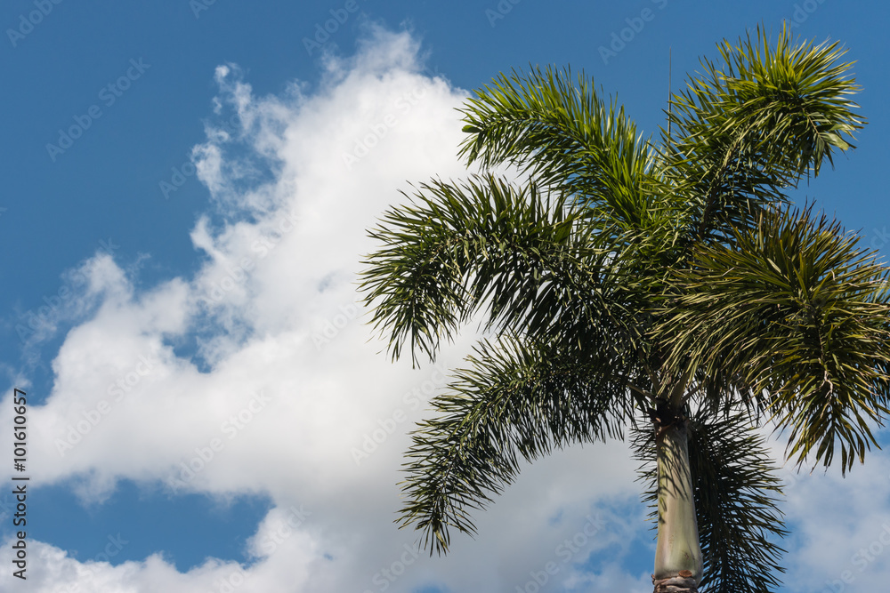palm tree against cloudy sky with copy space
