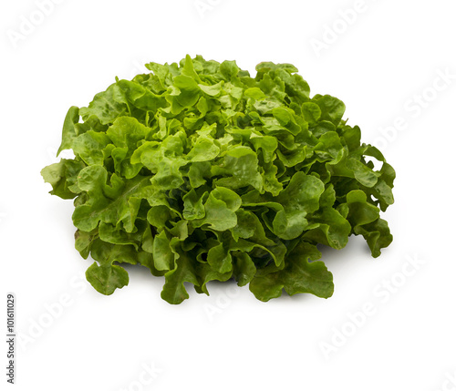 Organic Lettuce Oakleaf