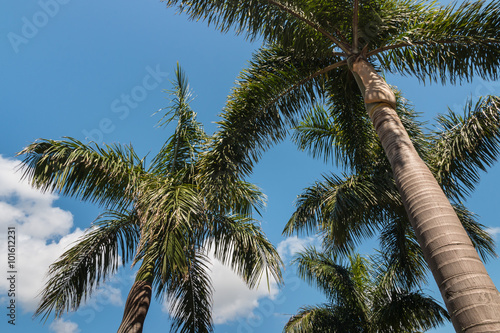 Alexander palm trees against blue sky