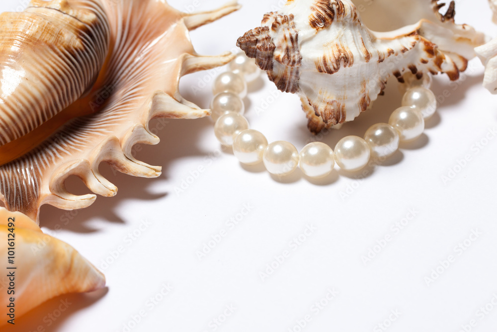 Obraz premium Still life seashells on a white background.