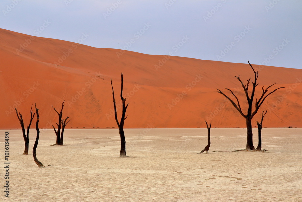 Sossusvlei: dead acacia trees in the Namib Desert, Namibia Sossusvlei: dead acacia trees in the Namib Desert, Namibia