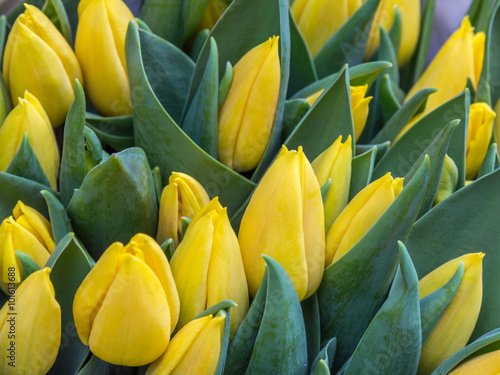 Beautiful Yellow Color Tulips
