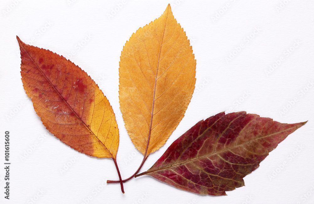 Colorful autumn leaves Colorful autumn leaves